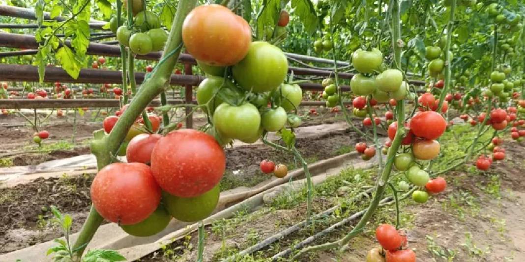 Kaplıca suyuyla en doğal üretim: Kütahya’dan çıkıyor, pazarların gözdesi oluyor 4